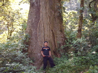 Jaime - big tree_1_7_1